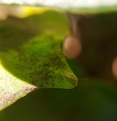 Trichopsocus