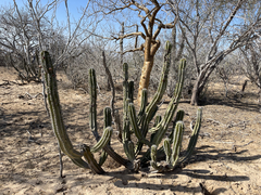 Lophocereus gatesii