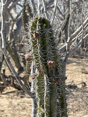 Lophocereus gatesii