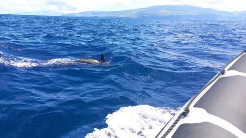 Short-beaked common dolphin