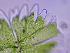 Micrasterias torreyi