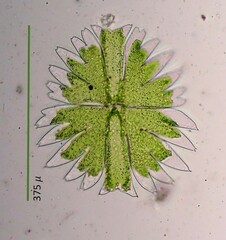 Micrasterias torreyi