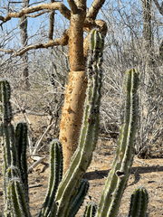 Lophocereus gatesii
