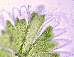 Micrasterias torreyi