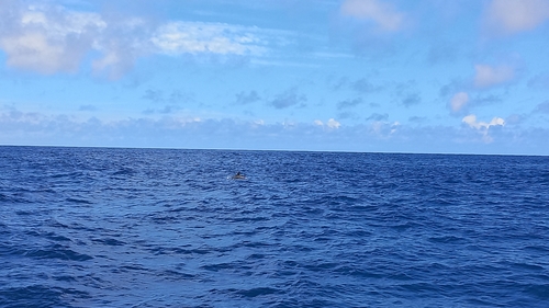 Short-beaked common dolphin