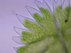 Micrasterias torreyi