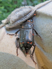 Nicrophorus pustulatus