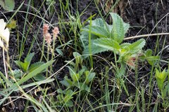 Acalypha peduncularis