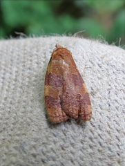 Cenopis diluticostana