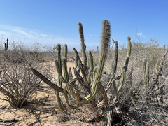 Lophocereus gatesii