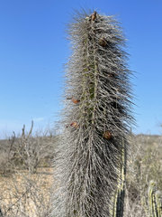 Lophocereus gatesii