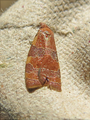 Cenopis diluticostana