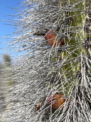Lophocereus gatesii