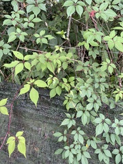 Cissus elongata