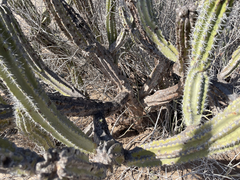 Lophocereus gatesii