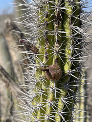 Lophocereus gatesii