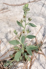 Chaenorhinum litorale