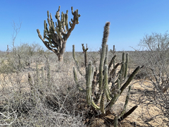 Lophocereus gatesii