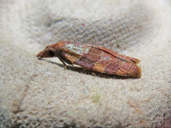 Cenopis diluticostana