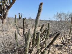 Lophocereus gatesii