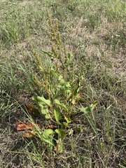 Rumex × acutus