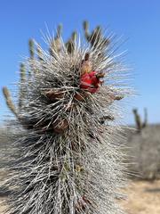 Lophocereus gatesii