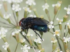 Protocalliphora