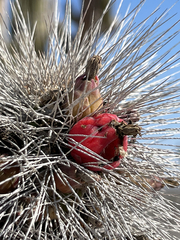 Lophocereus gatesii