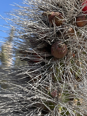 Lophocereus gatesii