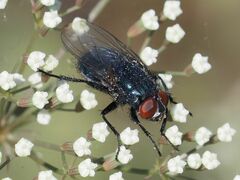 Protocalliphora