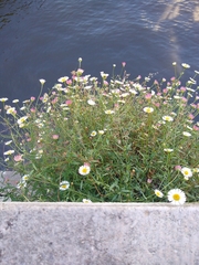 Erigeron karvinskianus