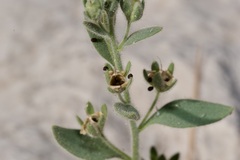 Chaenorhinum litorale