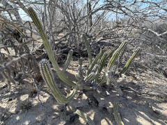 Lophocereus gatesii