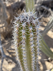 Lophocereus gatesii