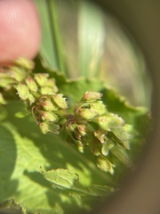 Rumex × acutus