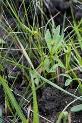 Argyrolobium baptisioides