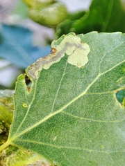 Stigmella trimaculella