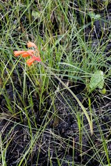 Cyrtanthus brachyscyphus