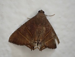 Eulepidotis superior