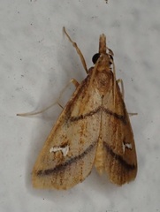 Odilla noralis
