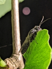 Myrmosidae