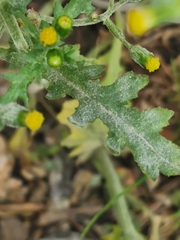 Golovinomyces fischeri