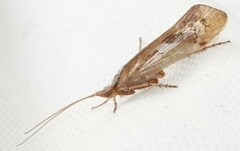 Limnephilus marmoratus