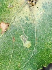 Stigmella trimaculella