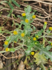 Golovinomyces fischeri