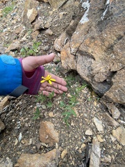 Packera ogotorukensis