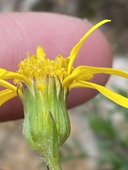 Packera ogotorukensis