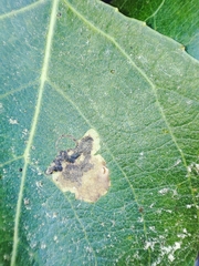 Stigmella trimaculella