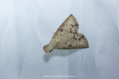 Lithosiopsis rectigramma