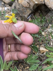 Packera ogotorukensis